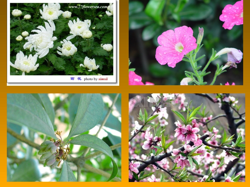 13《花钟》课件4(2)_第2页