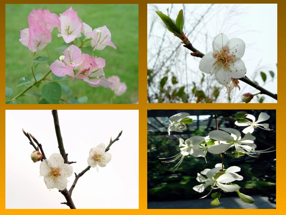 13《花钟》课件4(2)_第3页