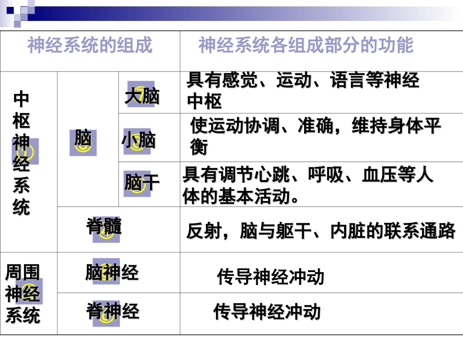 人体生命活动的调节_第3页