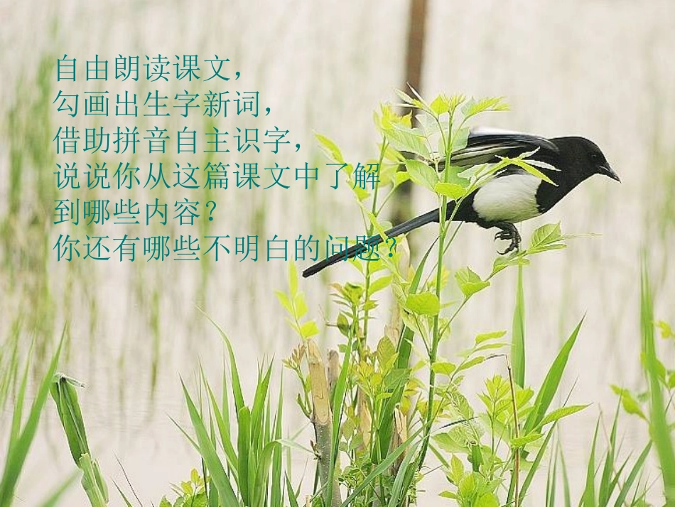 三年级语文《父亲树林和鸟》PPT_第2页