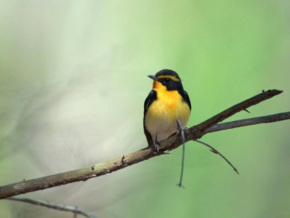 三年级语文《父亲树林和鸟》PPT_第3页