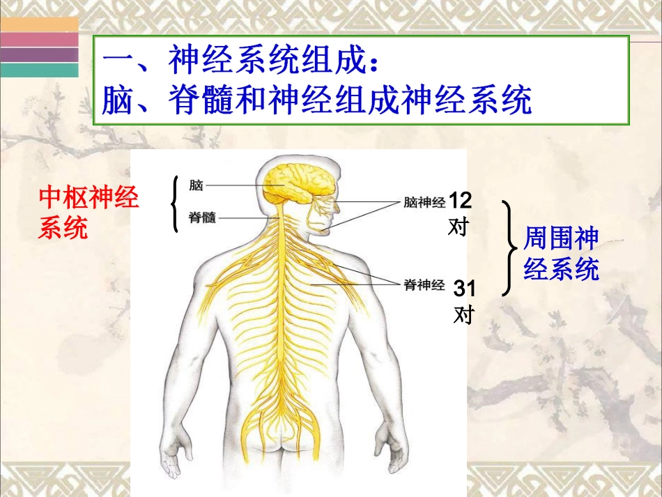 第1节神经系统与神经调节_第3页