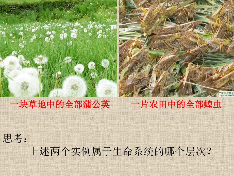 《种群的特征》课件上课用_第1页