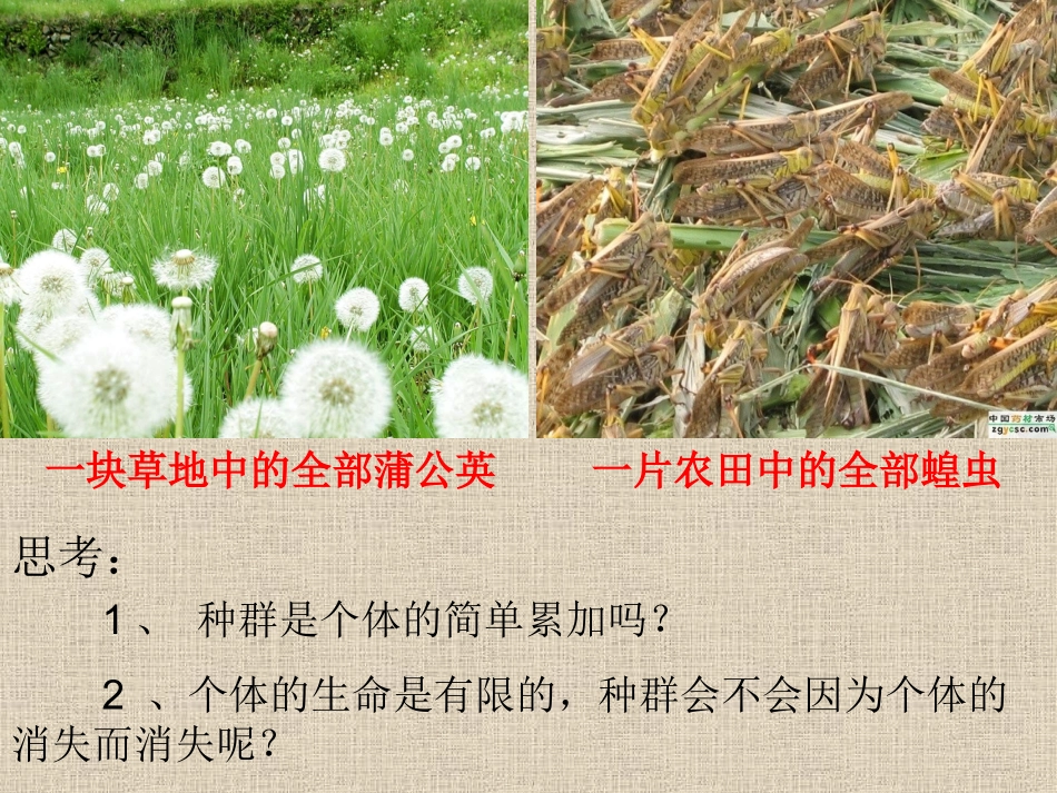 《种群的特征》课件上课用_第2页