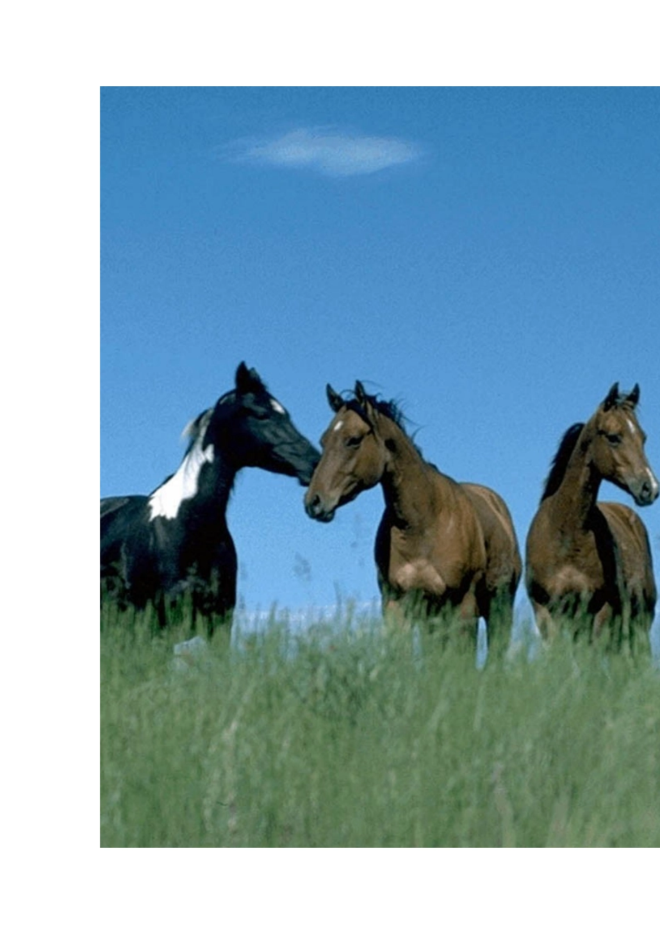 马说设计图片_第2页