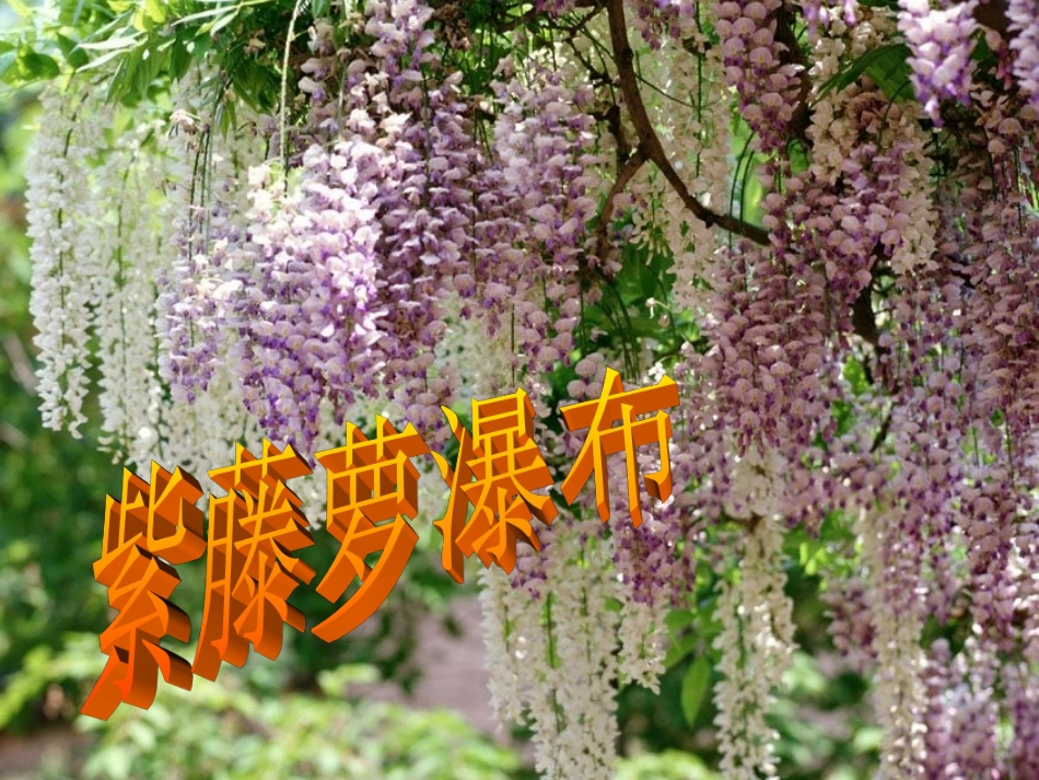 《紫藤萝瀑布》0703_第3页