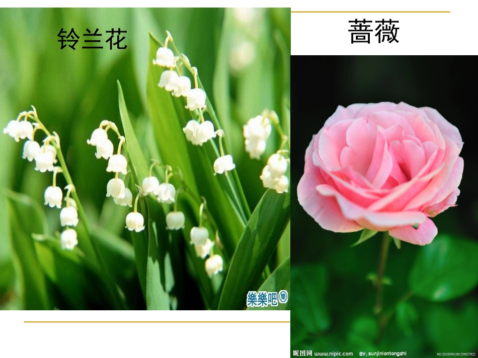 我不是最弱小的--课件PPT_第3页
