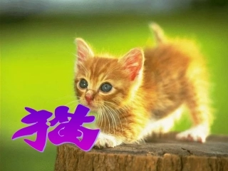 《猫》第二课时