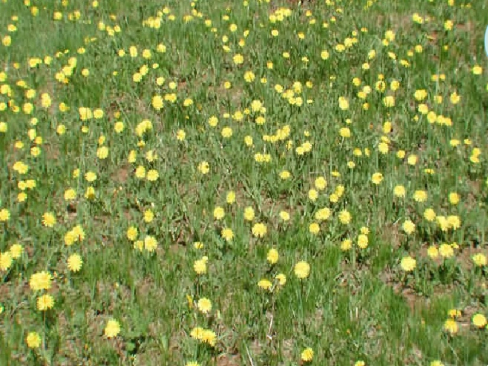 美丽的蒲公英_第1页