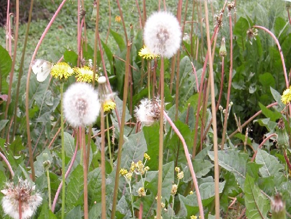 美丽的蒲公英_第2页