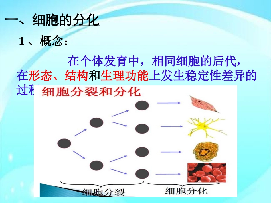 第1节细胞的分化_第3页