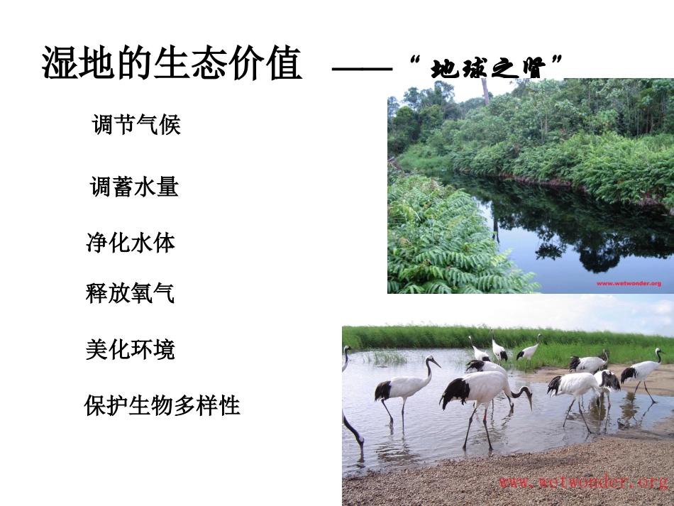 第三节-湿地干涸及其恢复_第3页