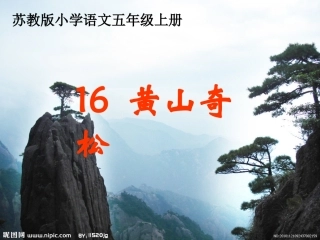 《黄山奇松》ppt