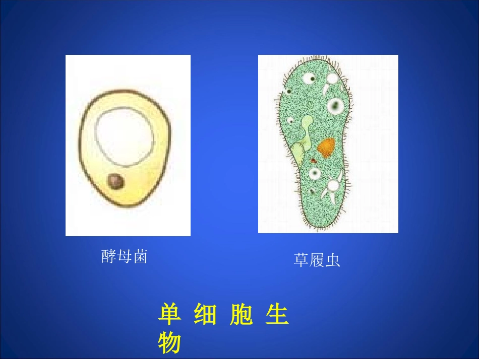 显微镜的使用_第2页