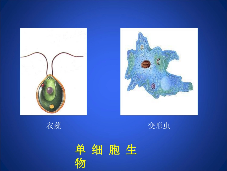 显微镜的使用_第3页