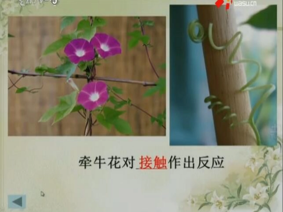 第1节植物生命活动的调节-(2)_第3页