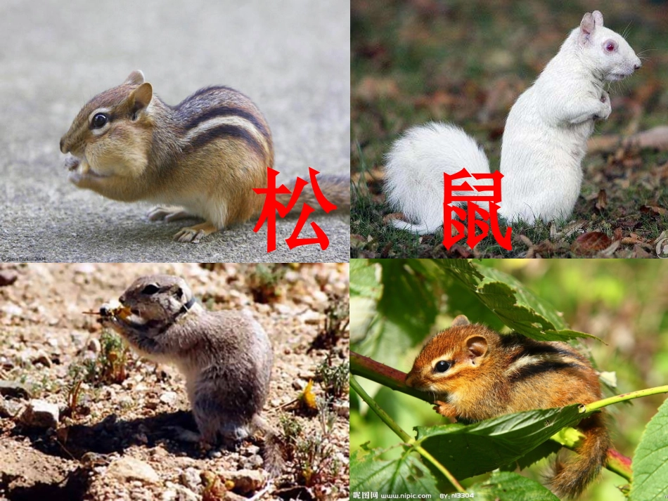 松鼠课件-(2)_第3页