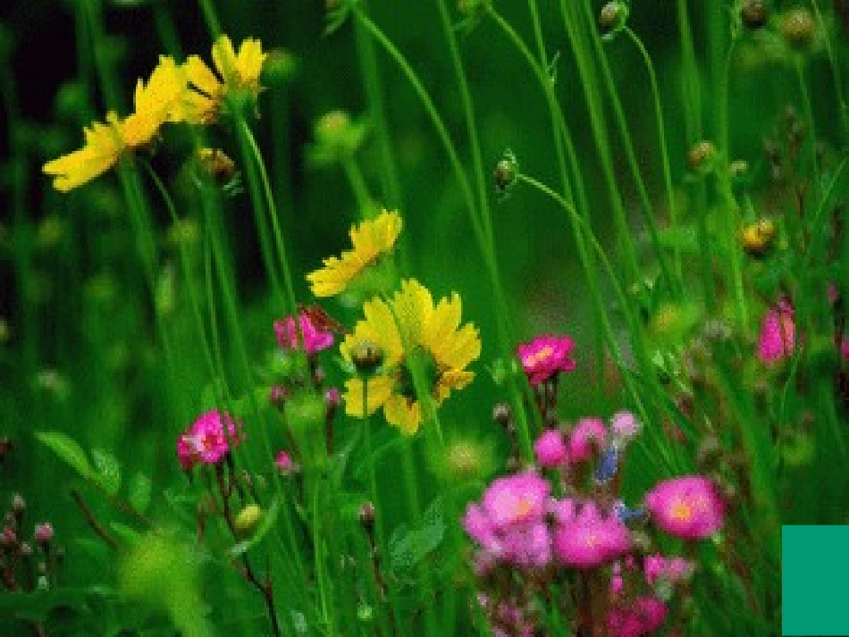 社戏课后作业-(2)_第1页