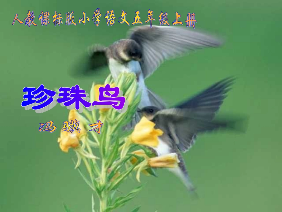16珍珠鸟优秀课件共享PPT4jsp_第1页