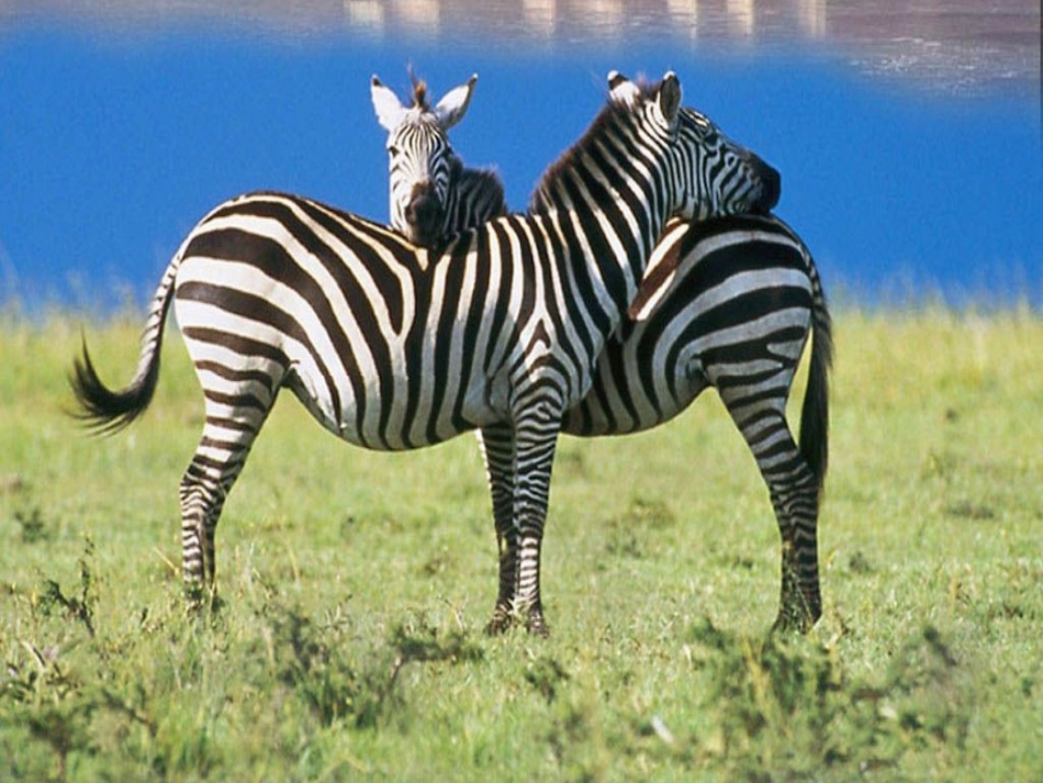 8AUnit5WildanimalsTask_第2页