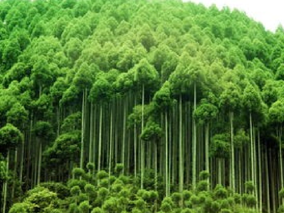 第1节植物的生殖-(3)_第2页