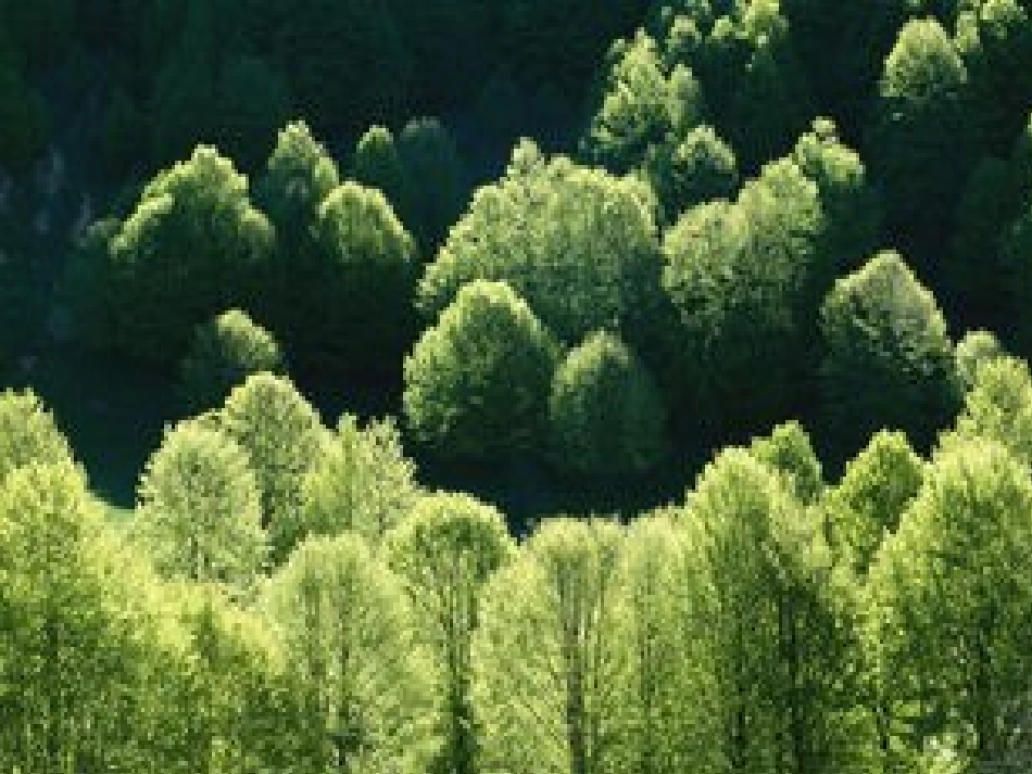 第1节植物的生殖-(3)_第3页