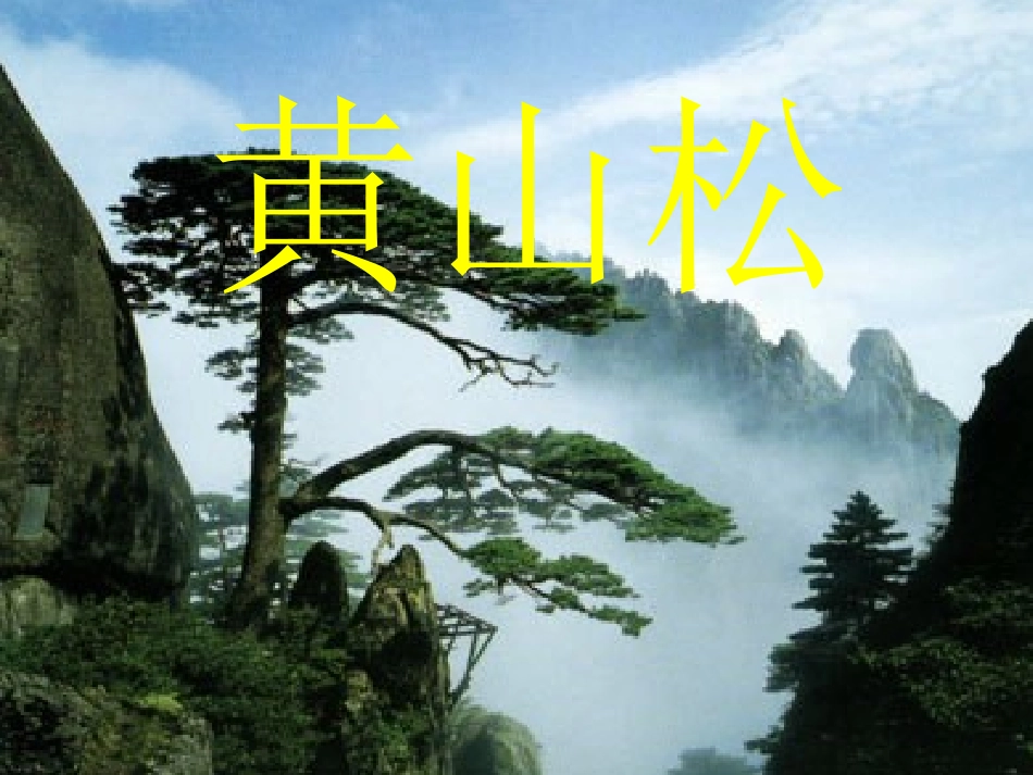 15.长春版语文五年级下册《黄山松》课件_第1页