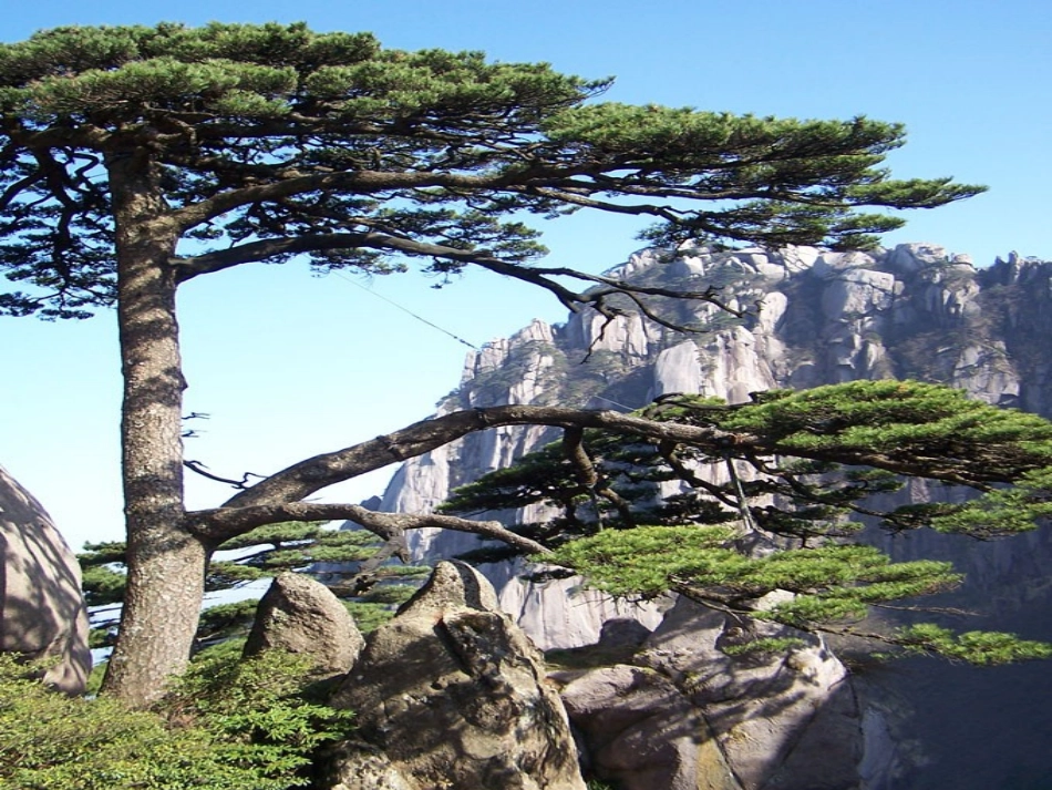 15.长春版语文五年级下册《黄山松》课件_第2页