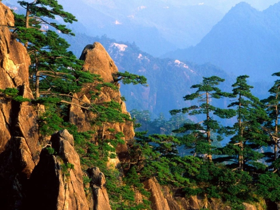 15.长春版语文五年级下册《黄山松》课件_第3页