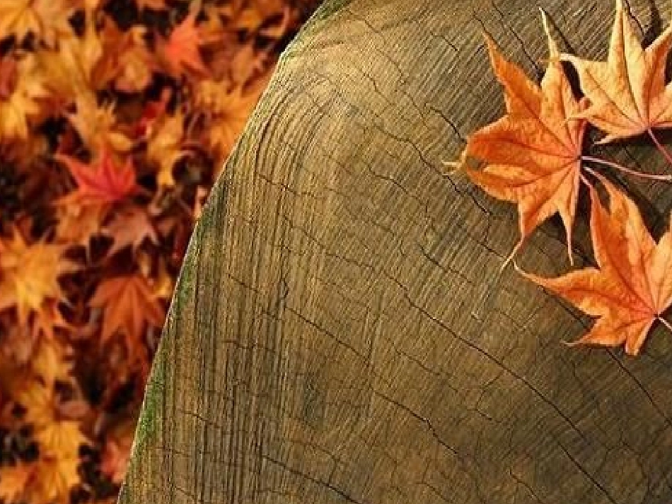 沁园春长沙-(3)_第1页