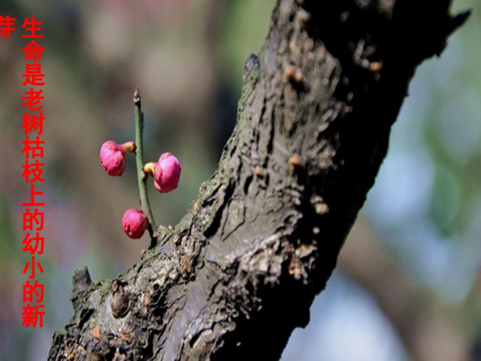 平分生命ppt_第3页