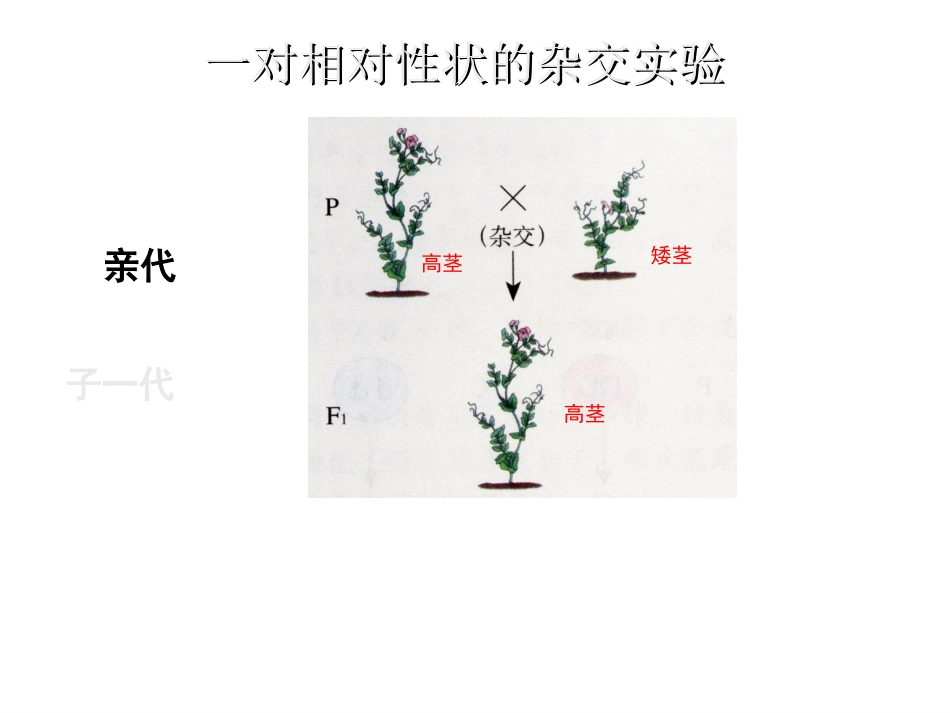 37第十一章---遗传和变异(第二节-生物性状的遗传)(2014年12月5日)(2)_第2页