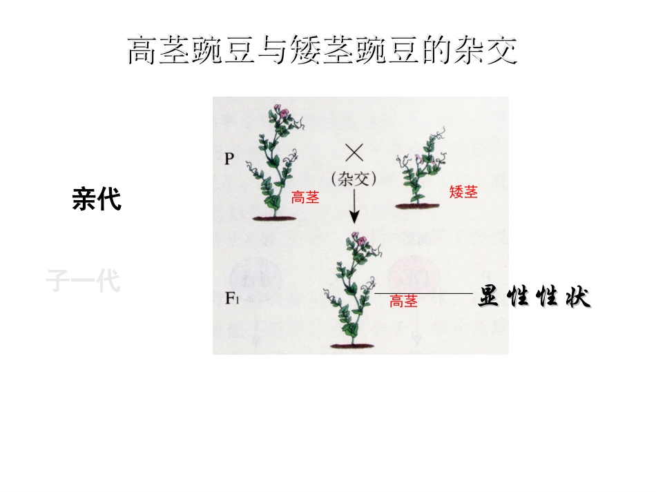37第十一章---遗传和变异(第二节-生物性状的遗传)(2014年12月5日)(2)_第3页