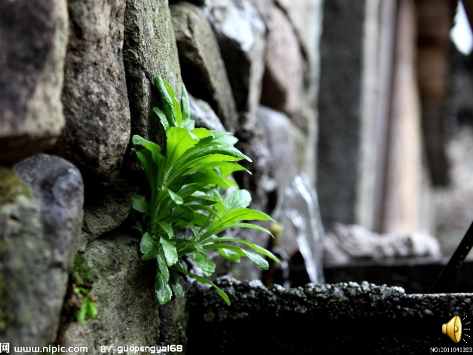 《石缝间的生命》_第1页