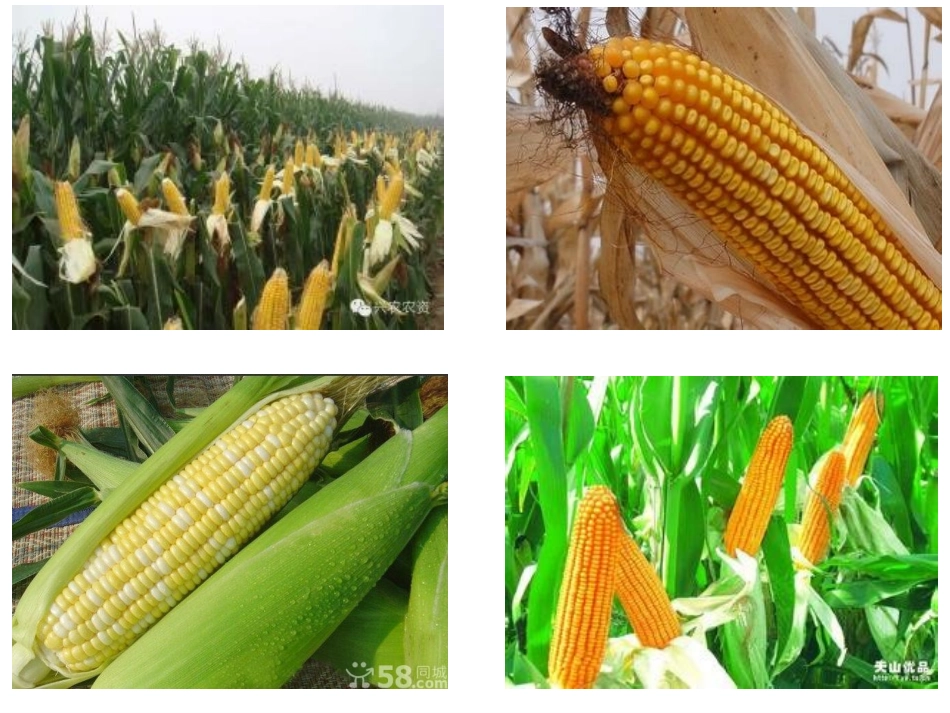 西师大版小学四年级上册语文第28课《最棒的玉米》课件PPT_第1页