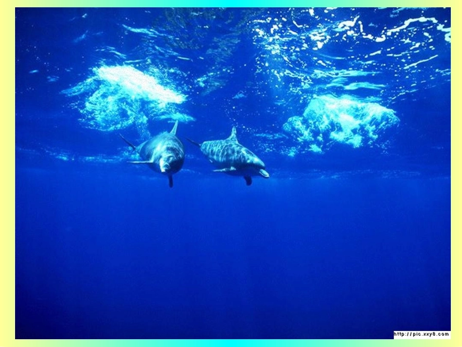 中大班科学：动物保护色_第2页