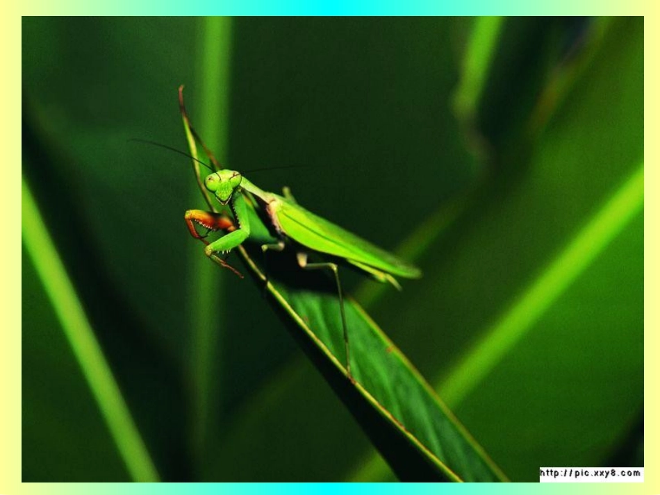 中大班科学：动物保护色_第3页