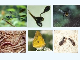 (部编)人教语文2011课标版一年级下册《动物儿歌》课件-(4)