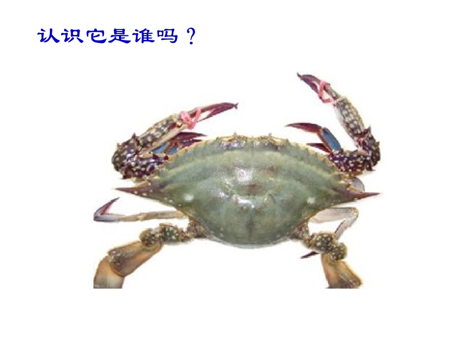 第10课《神奇的海洋动物》教学课件2_第3页