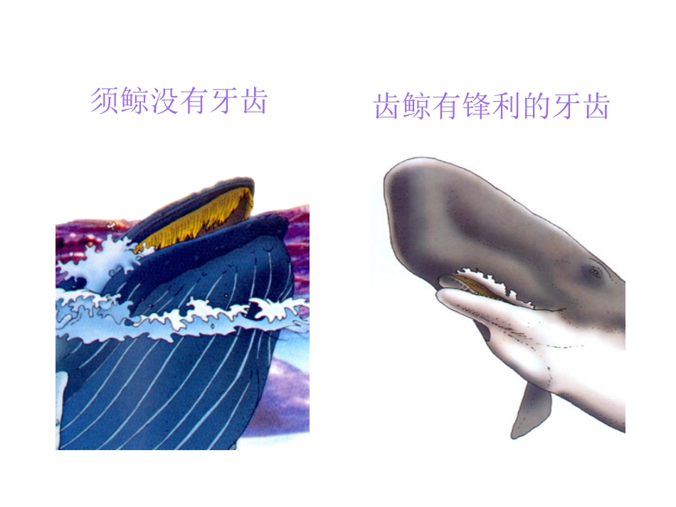 课件《鲸》(第二课时)_第2页