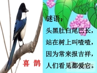 (部编)人教语文2011课标版一年级下册《树和喜鹊》第二课时