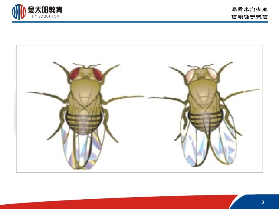性别决定和伴性遗传_第2页