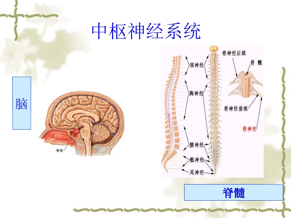 5.15.1人体的神经系统2_第3页