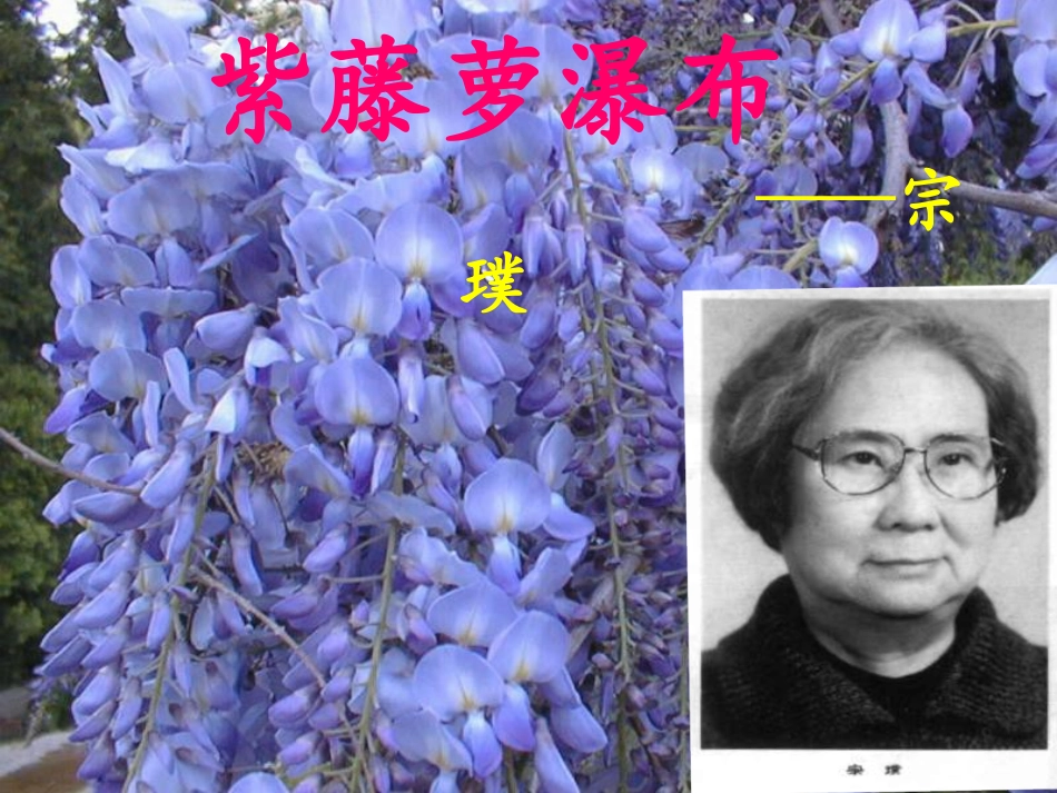 《紫藤萝瀑布》_第1页