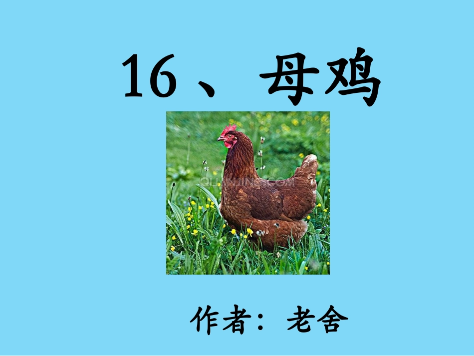 母鸡MicrosoftOfficePowerPoint演示文稿-(2)_第1页