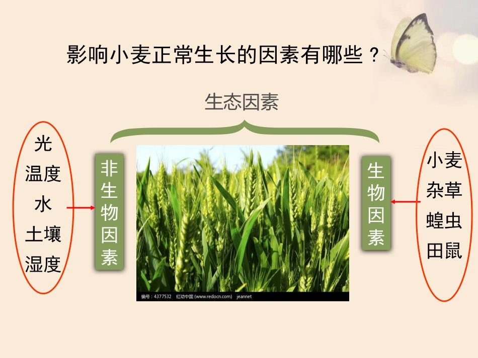 第1节生物的生存依赖一定的环境_第2页