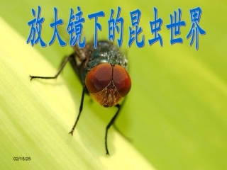 放大镜下的昆虫世界