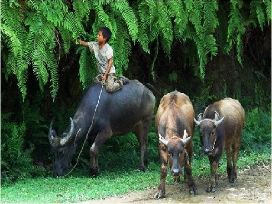 《乡村四月》《四时田园杂兴》课件2_第2页