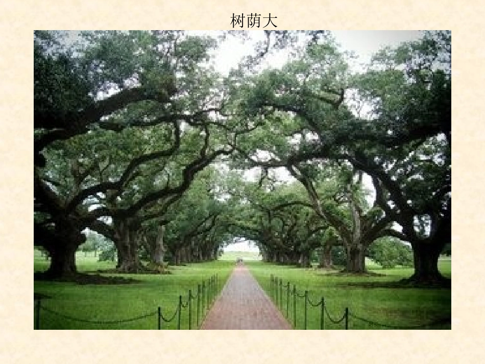 27一棵橡树_第2页