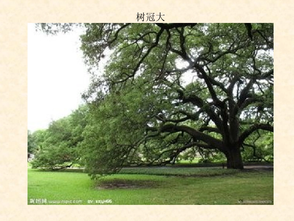 27一棵橡树_第3页